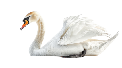 A white swan rests with its wings folded on a plain white background