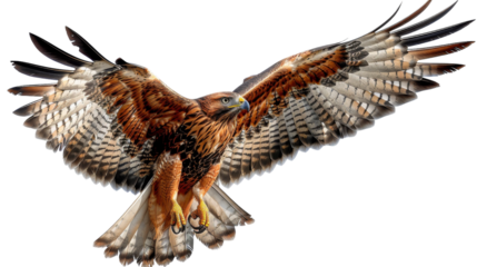 A hawk with brown and white feathers in flight