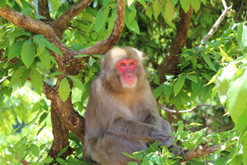 A closeup view of a Japanese macaque or Macaca fuscata at the Arashiyama Monkey Park in Kyoto Japan