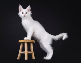 Pretty solid white Maine Coon cat kitten, standing side ways with front paws on little wooden...