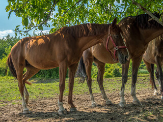 Saddle horses pasturing