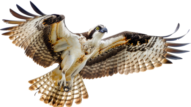A brown and white osprey flies with its wings spread wide