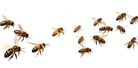 Swarm of bees isolated on transparent background