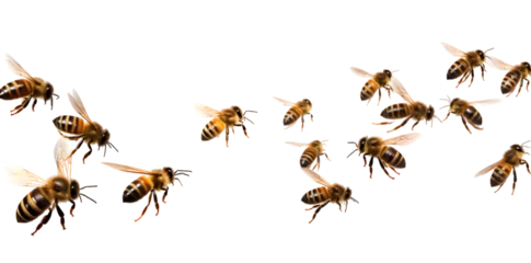 Acrylglasbilder Biene Swarm of bees isolated on transparent background  © Oksana