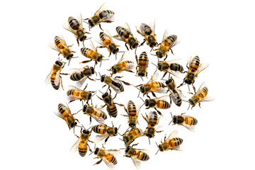 Swarm of bees isolated on transparent background