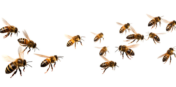Swarm of bees isolated on transparent background