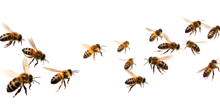 Swarm of bees isolated on transparent background