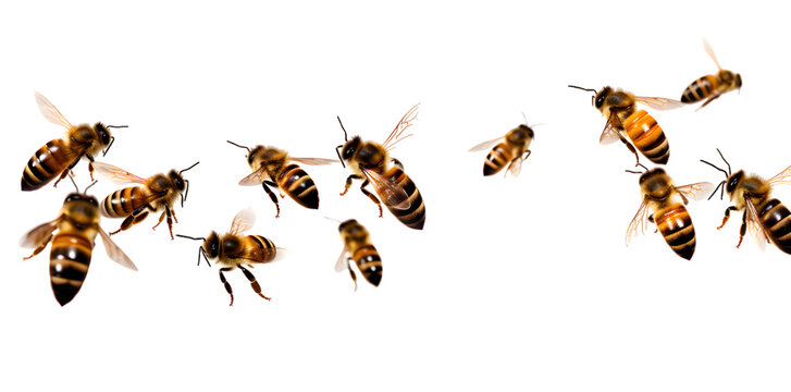 Swarm of bees isolated on transparent background