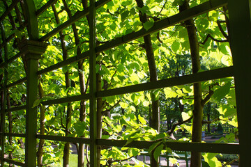 Garden gazebo in the park on a sunny summer day. Wooden pergola covered with green plants.