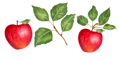 Fruit set of red apples with leaves. Botanical illustration with watercolors and markers. Hand drawn isolated art. Food clipart for food packaging design, menus and juices. Harvesting, production