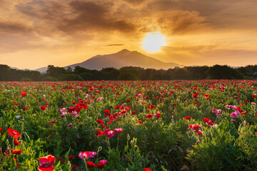 小貝川ふれあい公園から満開のポピー畑と朝焼けの筑波山に昇る朝日