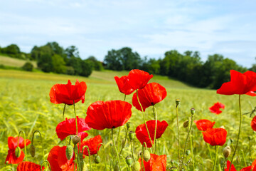 red poppies in the field, summer time, Papaver rhoeas