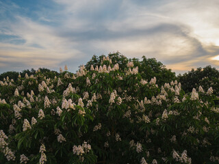 Blooming chestnut tree against the background of the sky with clouds, photo from a drone.