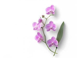 solated natural plant,beautiful flower ,colorful,brilliant colors, top shot, close-up,pure white paper background	