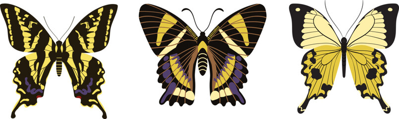 Set of three butterflies. Tiger Machaon, Urania and Papilio Dardanus.