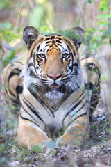 tiger in the wild,. While on safari in India, I took this photo in Tadoba National Park.  