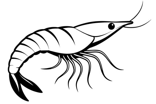 recommend clip art: shrimp line art silhouette vector illustration