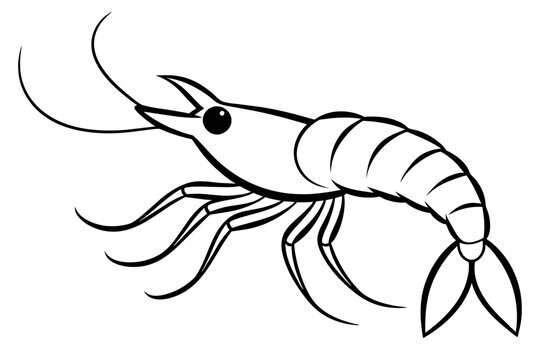 recommend clip art: shrimp line art silhouette vector illustration