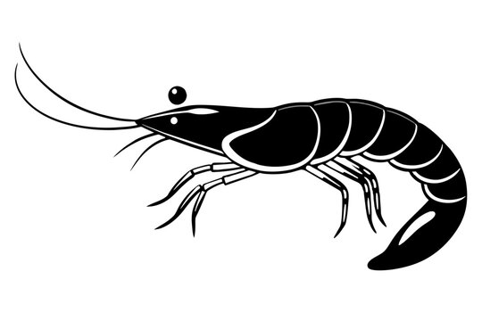 recommend clip art: shrimp line art silhouette vector illustration