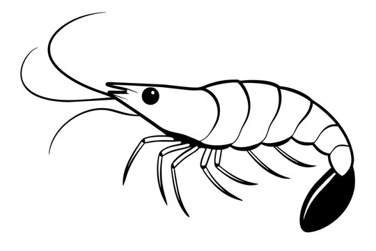 recommend clip art: shrimp line art silhouette vector illustration