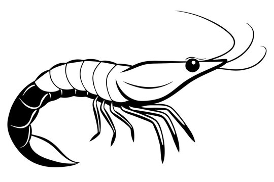 black and white shrimp drawing clip art preview