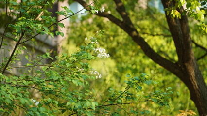 The fresh green leaves on the branches of the trees in spring