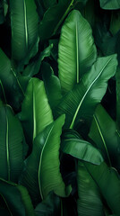 Green leaves background, tropical plants