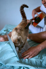 a  young man is learning to play the guitar at home using online lessons on a laptop, the cat...