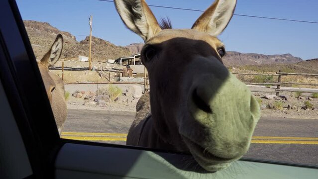 A wild burro inserts its head into a car window on a road in Oatman, Arizona. 4K UHD video.