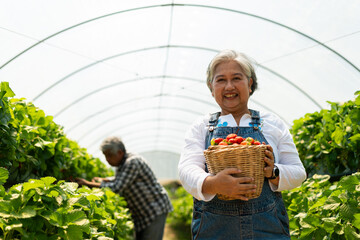 Happy Asian woman senior farmer working on organic strawberry farm and harvest picking...