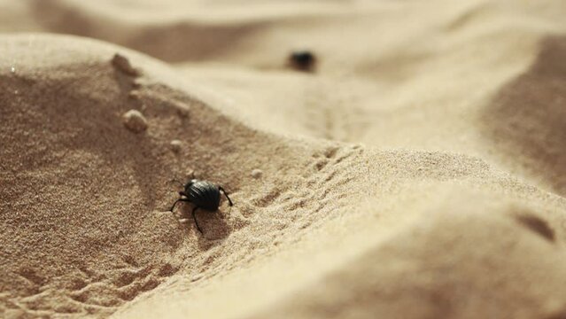 Black Beetle Crawling On The Sand Dunes In The Desert  - medium shot.