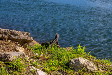 A lizard walking on rocks close to the water