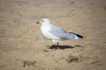 seagull on the beach