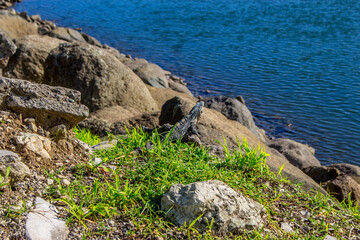Lizard on rocks close to the water