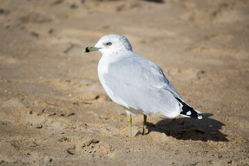 A seagull on the beach