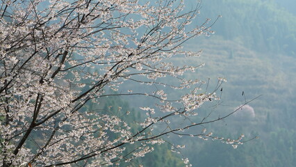 The beautiful pink and white flowers blooming in the garden in spring