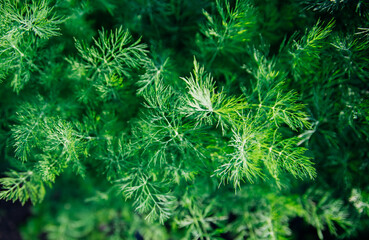 Green dill leaves in the garden. Organic farm. Healthy eating. Foods rich in vitamins. Agricultural industry. Natural background. Fragrant seasoning.
