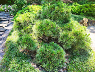 Japanese Black Pine, Pinus  Thunbergii 
 'Thunderhead'