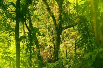 Fototapeta premium Guadeloupe rainforest hiking. Retro style filtered photo.