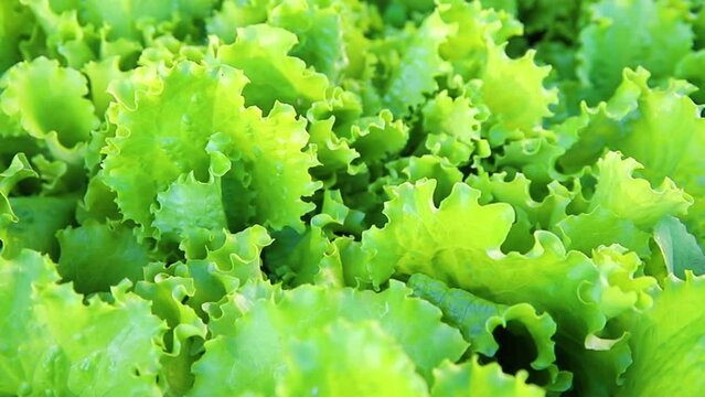 Green lettuce leaves in the garden. Natural background and texture. Organic farm. Healthy eating. Foods rich in vitamins. Agricultural industry.