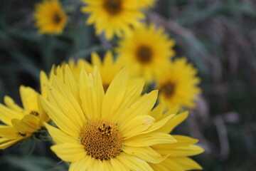 yellow flower