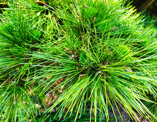 Japanese Black Pine, Pinus  Thunbergii 
 'Thunderhead' 