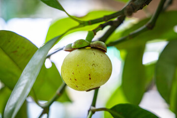 Young mangosteen in the garden.
