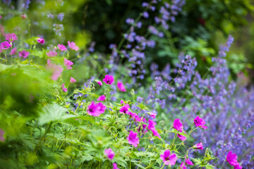 Beet mit Sommerblumen im Park