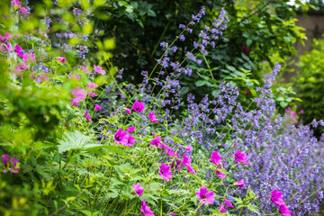 Beet mit Sommerblumen in einem Park