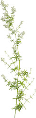 Side view of Hedge Bedstraw plant with flower