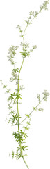 Side view of Hedge Bedstraw plant with flower