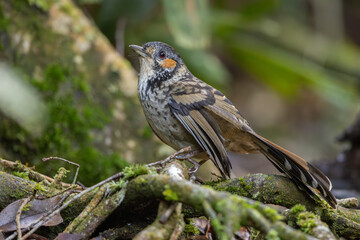 Chestnut-eared Laughingthrush perched on a branch in the forest