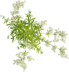 Top view of Hedge Bedstraw plant with flower