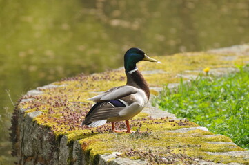 duck in the park